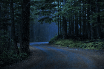 Image of fireflies and a road through a forest