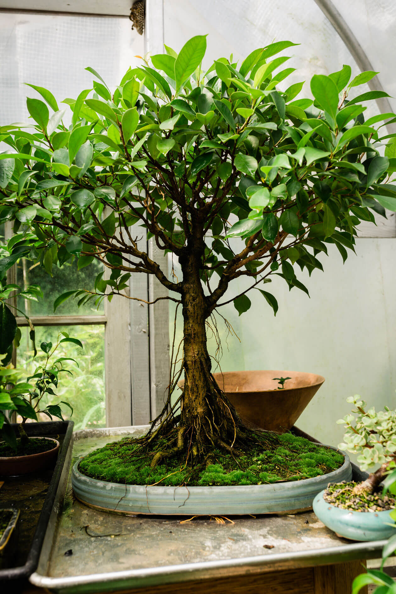 How I Learned to Love Bonsai