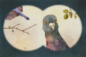 An illustration of a pigeon, seen through the lens of binoculars, while another bird flies away