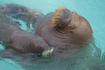 Courtesy of Aquarium du Québec—Sépaq