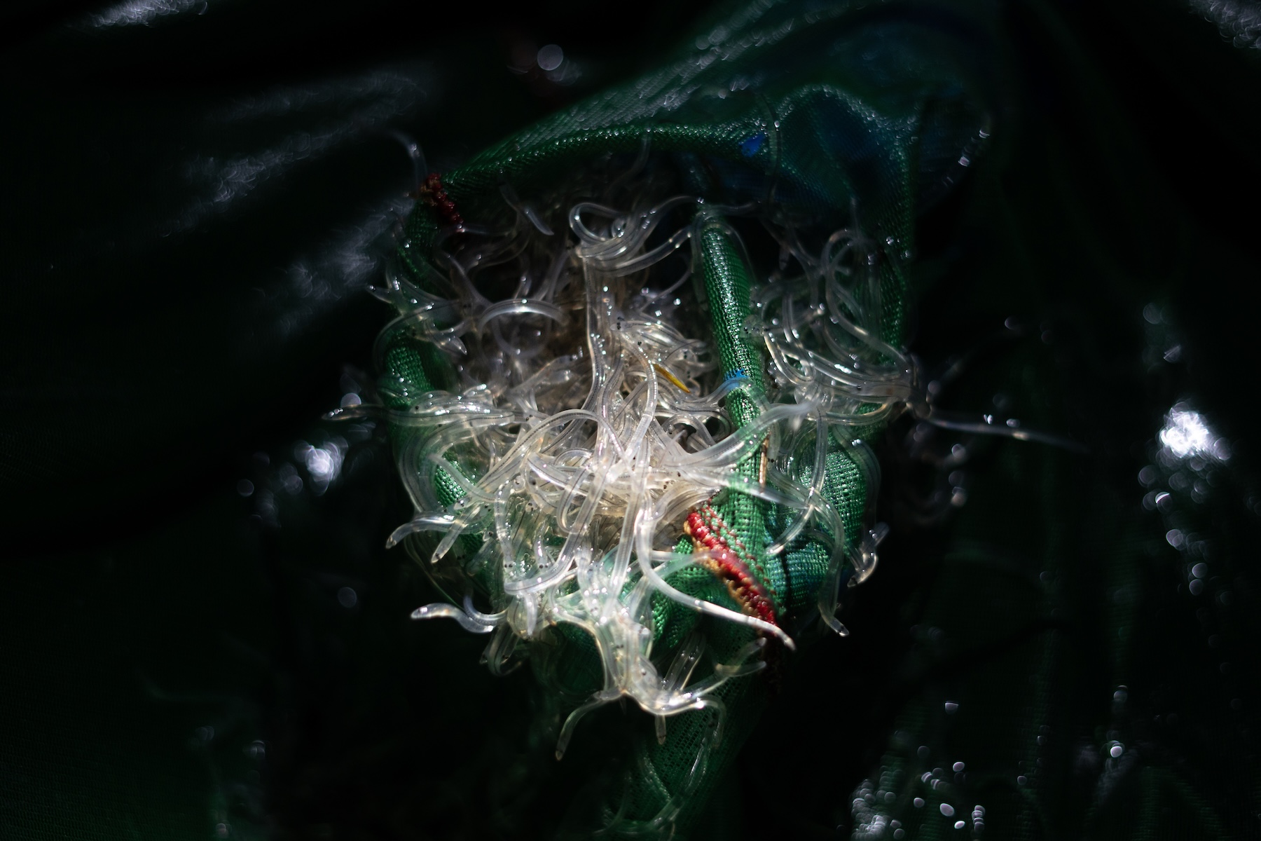 Priced at Thousands of Dollars per Kilogram, Baby Eels Have Set Off a Global Frenzy