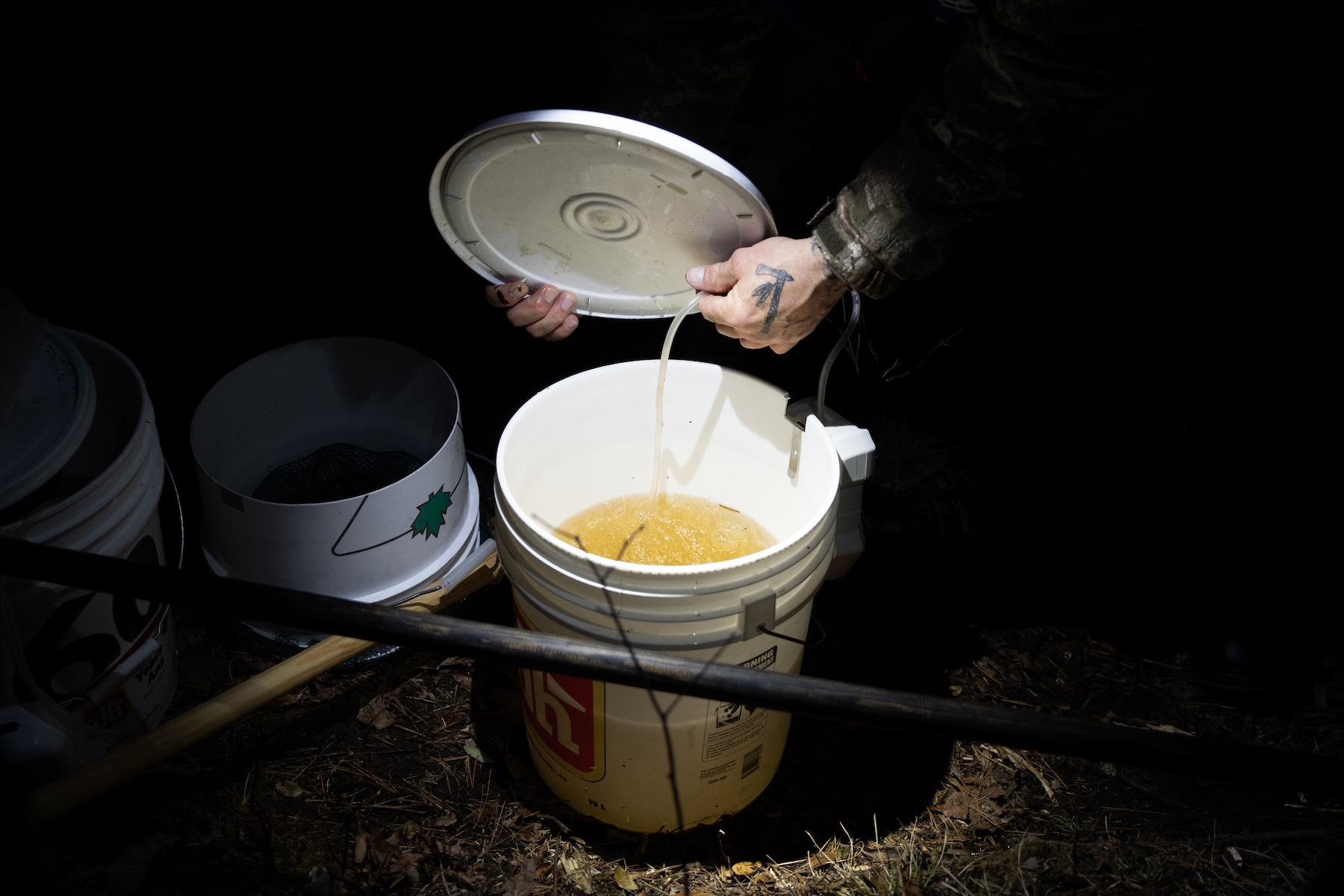 Priced at Thousands of Dollars per Kilogram, Baby Eels Have Set Off a Global Frenzy | The Walrus