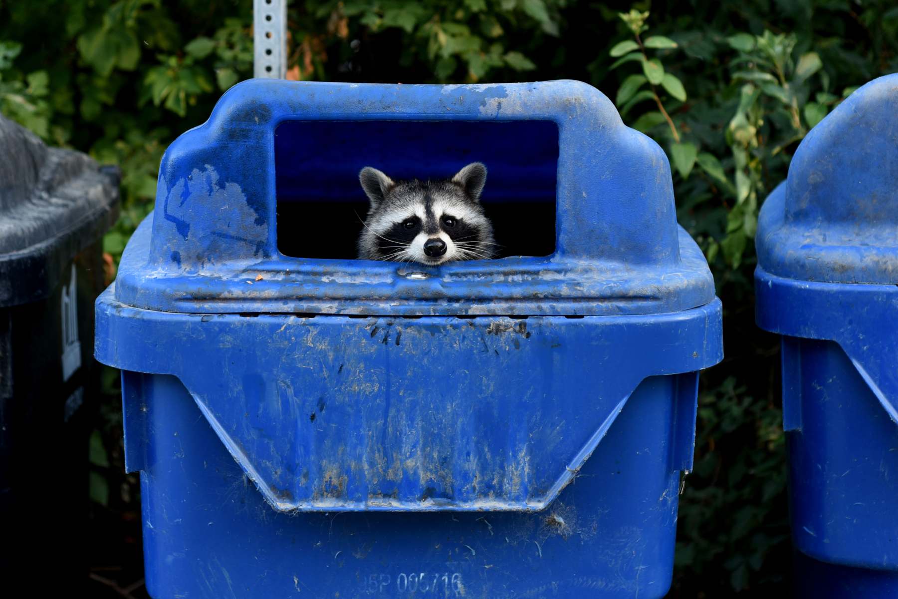 Why Raccoons Have Been So Successful in Taking Over Toronto