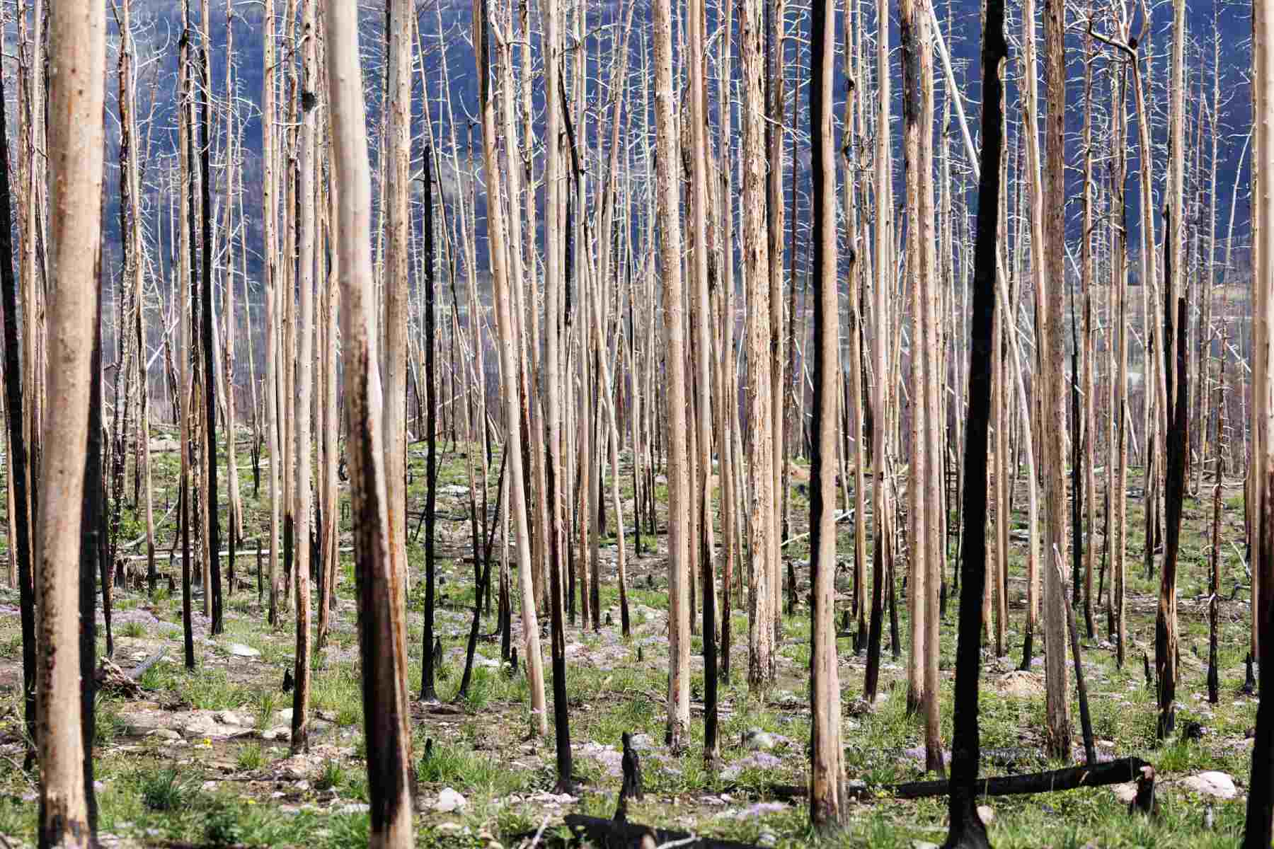 Alberta wildfire produced more energy than a nuclear bomb