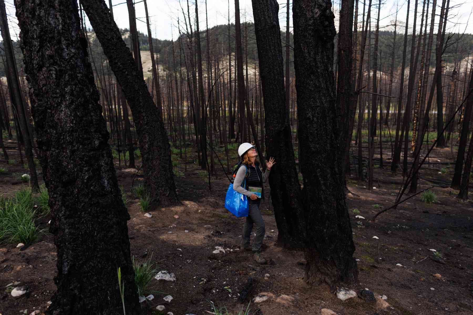 Photo of a woman wearing a white hard hat standing in the middle of a burnt forest.