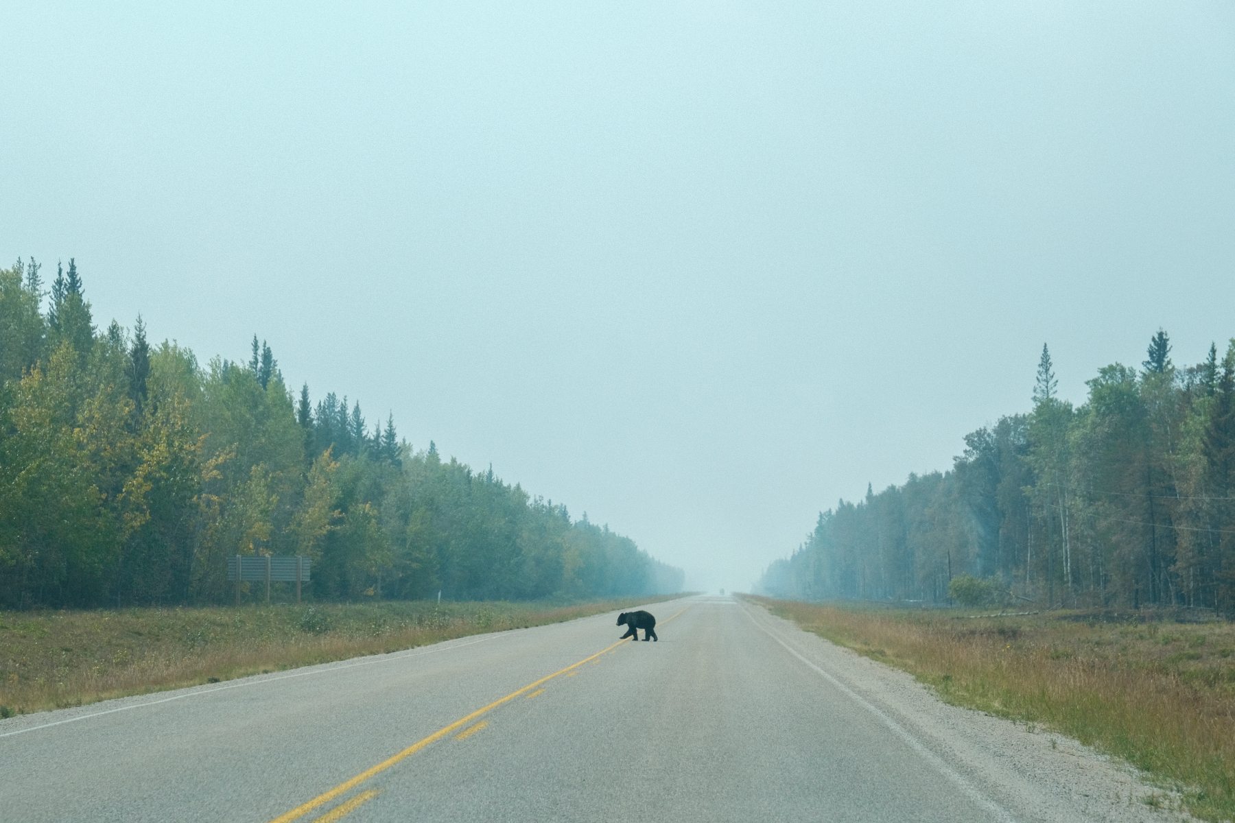 A bear crosses a highway that splits through a forest. The sky is smoky