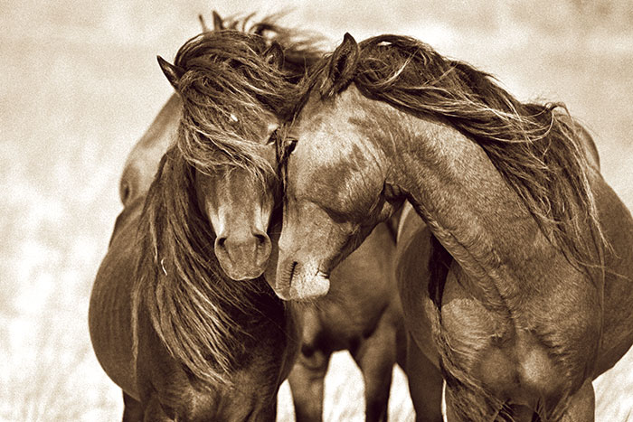 Photograph courtesy of Roberto Dutesco/Wild Horses of Sable Island Gallery, New York