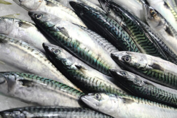 A close-up photo of mackerel fish on ice