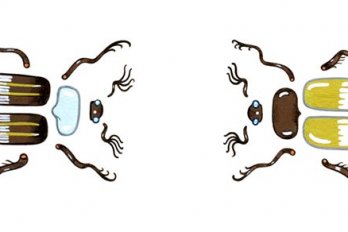 Insects