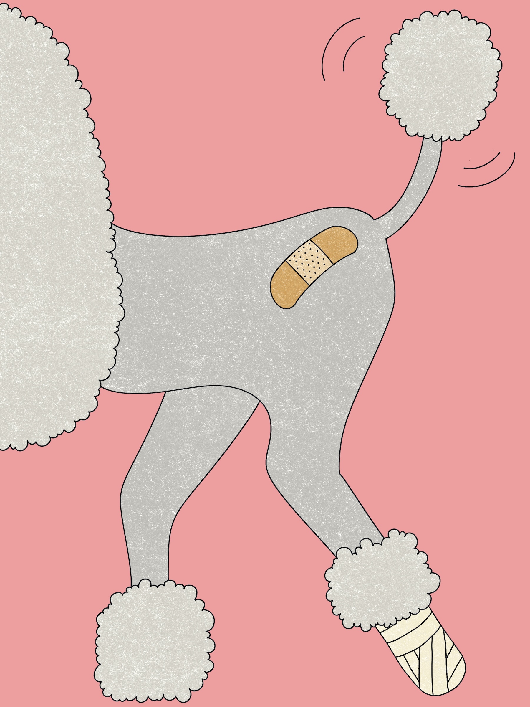 How Many Poodle Rescues Have I Followed? Oodles | The Walrus