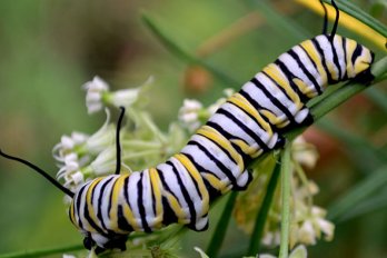 A big caterpillar crawling on a leaf