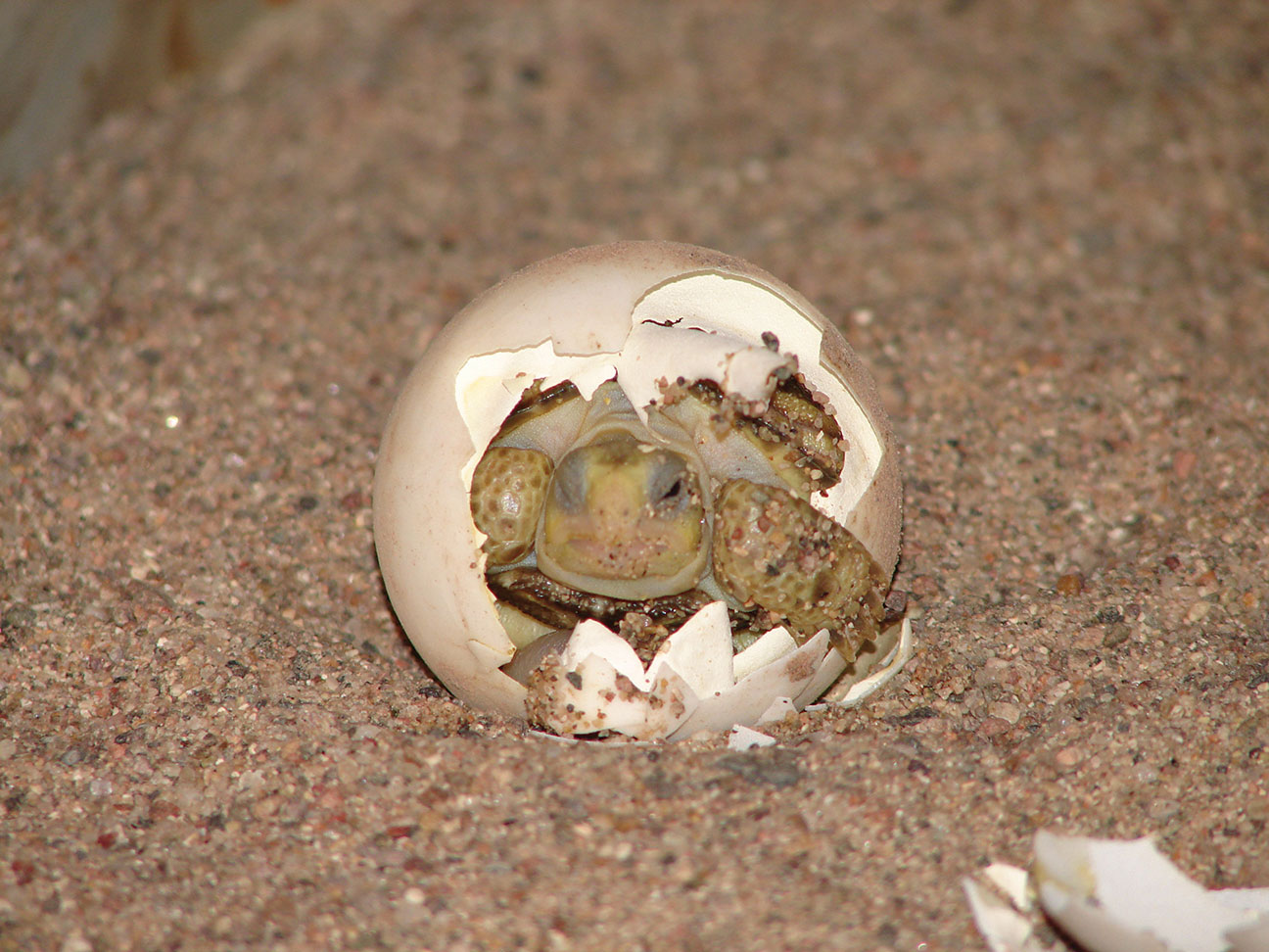 Photograph of a hatchling at Ladder Ranch by Steve Dobrott