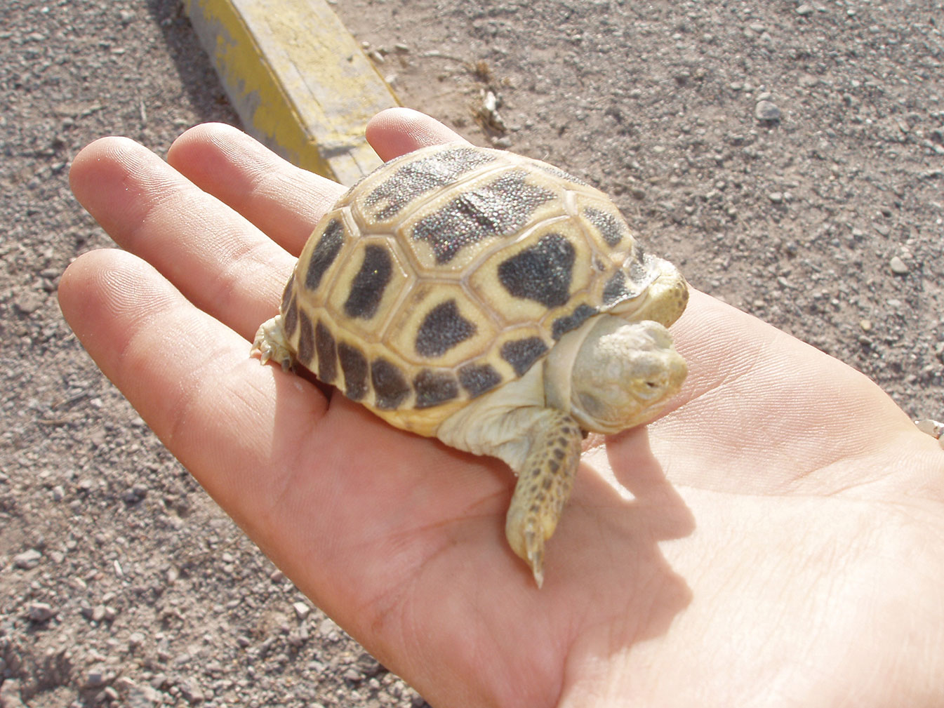 Photograph of small bolson tortoise at Bolsón de Mapimí by Myles Traphagen