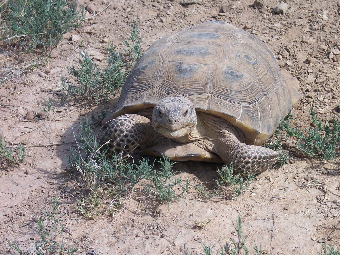 Photograph of large bolson tortoise by John Walker